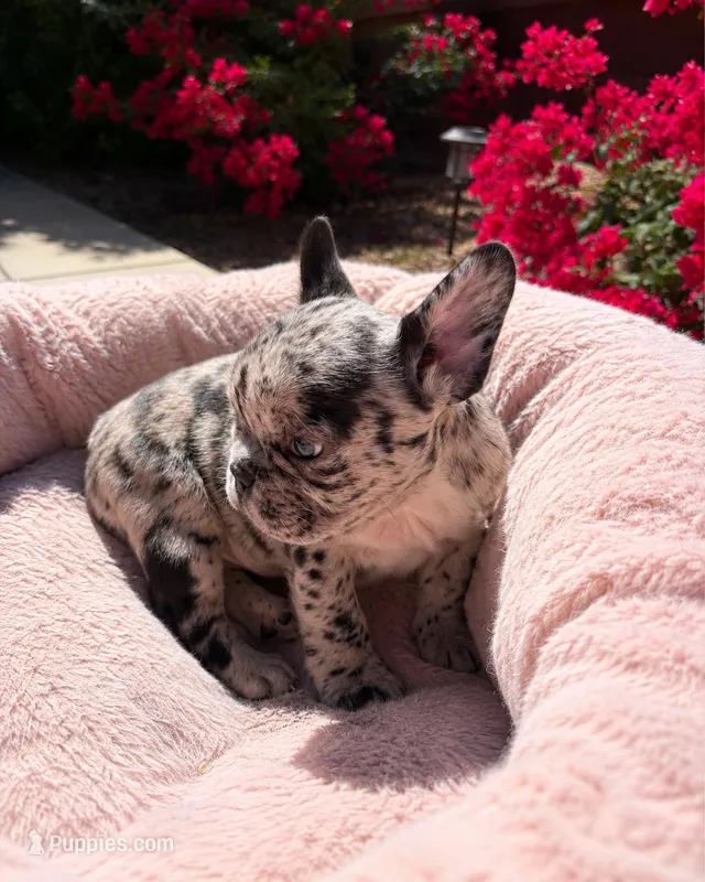 Little Nala Bear – French Bulldog puppy for sale in Queen Creek, AZ