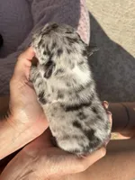 Little Lacey - Fluffy Gene, a male French Bulldog for sale in Queen Creek, AZ – Photo 3 of 6