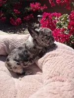 Little Nala Bear, a male French Bulldog for sale in Queen Creek, AZ – 3 of 10