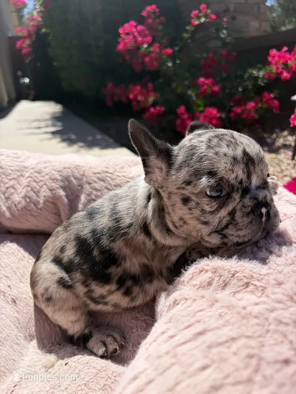 Little Nala Bear – French Bulldog puppy for sale in Queen Creek, AZ