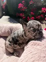 Little Nala Bear, a male French Bulldog for sale in Queen Creek, AZ – 1 of 10