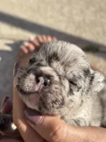 Little Lacey - Fluffy Gene, a male French Bulldog for sale in Queen Creek, AZ – Photo 1 of 6