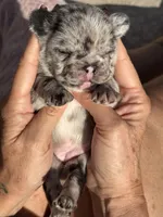 Little Lacey - Fluffy Gene, a male French Bulldog for sale in Queen Creek, AZ – Photo 2 of 6