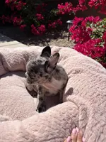 Little Nala Bear, a male French Bulldog for sale in Queen Creek, AZ – 4 of 10