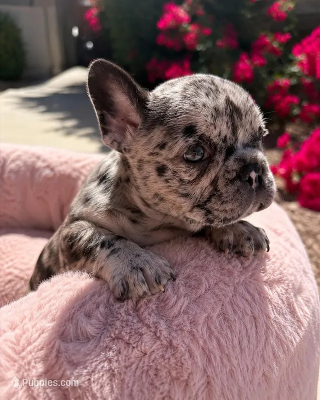 Little Nala Bear – French Bulldog puppy for sale in Queen Creek, AZ