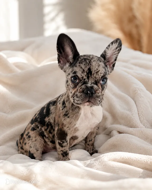 Gigi  – French Bulldog puppy for sale in Queen Creek, AZ