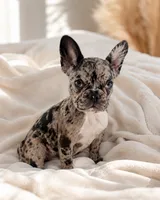 Gigi , a female French Bulldog for sale in Queen Creek, AZ – 1 of 4