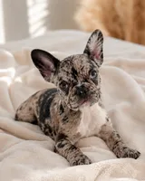 Gigi , a female French Bulldog for sale in Queen Creek, AZ – 3 of 4