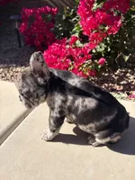 Little Nori Bear, a female French Bulldog for sale in Queen Creek, AZ – 3 of 10