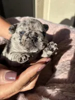 Little Nala Bear - Fluffy Gene, a female French Bulldog for sale in Queen Creek, AZ – Photo 2 of 4