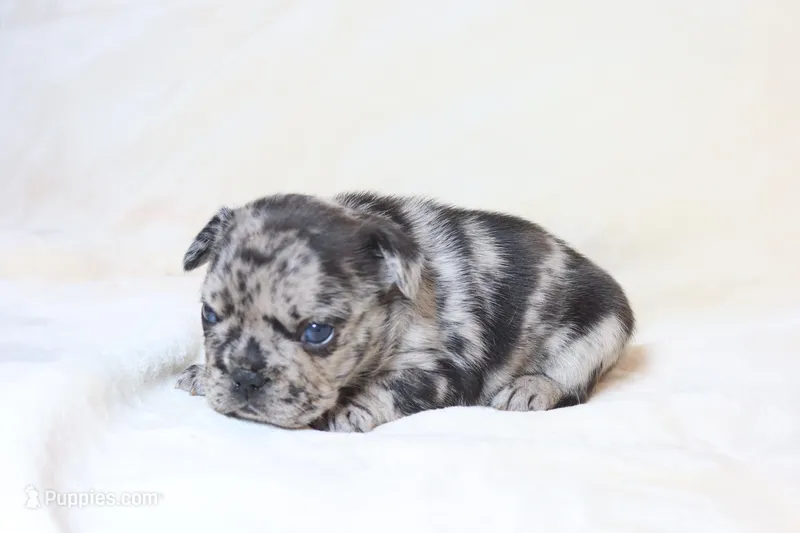 Little Nala Bear - Fluffy Gene – French Bulldog puppy for sale in Queen Creek, AZ