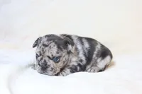 Little Nala Bear - Fluffy Gene, a female French Bulldog for sale in Queen Creek, AZ – Photo 1 of 4