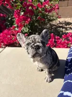 Little Nori Bear, a female French Bulldog for sale in Queen Creek, AZ – 2 of 10