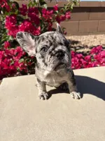 Little Nori Bear, a female French Bulldog for sale in Queen Creek, AZ – 1 of 10