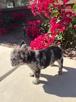 Little Nori Bear, a female French Bulldog for sale in Queen Creek, AZ – 5 of 10