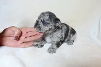 Little Nala Bear - Fluffy Gene, a female French Bulldog for sale in Queen Creek, AZ – Photo 4 of 4