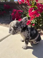 Little Nori Bear, a female French Bulldog for sale in Queen Creek, AZ – 4 of 10