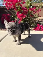 Little Nori Bear, a female French Bulldog for sale in Queen Creek, AZ – 6 of 10