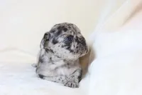 Little Nala Bear - Fluffy Gene, a female French Bulldog for sale in Queen Creek, AZ – Photo 3 of 4