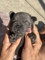 Little Lola Bear - Fluffy Gene, a female French Bulldog for sale in Queen Creek, AZ – Photo 1 of 6