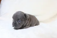 Little Lola Bear - Fluffy Gene, a female French Bulldog for sale in Queen Creek, AZ – Photo 2 of 6