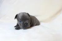 Little Lola Bear - Fluffy Gene, a female French Bulldog for sale in Queen Creek, AZ – Photo 6 of 6