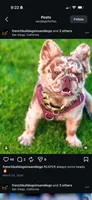 Mufasa - Fluffy Male, a male French Bulldog for sale in Queen Creek, AZ – 5 of 5