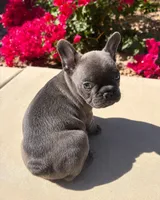 Little Lola - Female Blue , a female French Bulldog for sale in Queen Creek, AZ – 2 of 3
