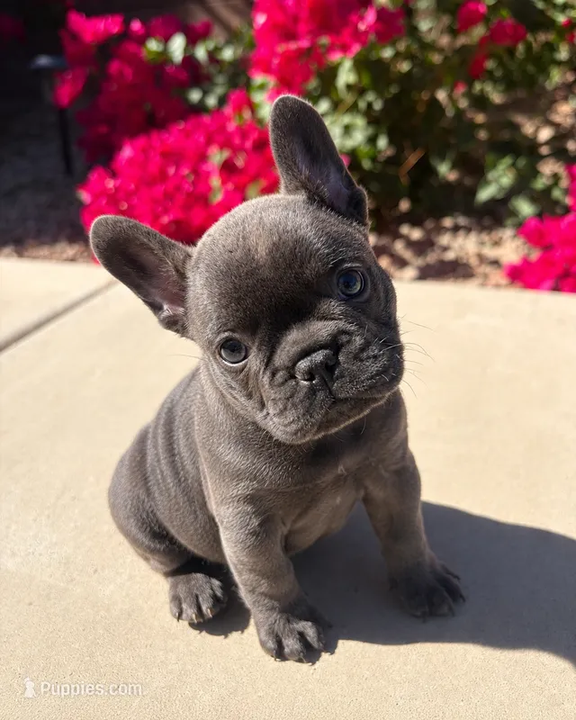 Little Lola - Female Blue  – French Bulldog puppy for sale in Queen Creek, AZ