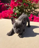 Little Lola - Female Blue , a female French Bulldog for sale in Queen Creek, AZ – 3 of 3