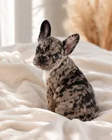 Gigi , a female French Bulldog for sale in Queen Creek, AZ – 4 of 4