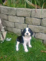 Cookie , a female English Springer Spaniel for sale in Quarryville, PA – 3 of 5