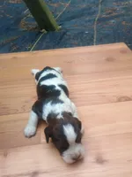 Ruby , a female English Springer Spaniel for sale in Quarryville, PA – 2 of 2