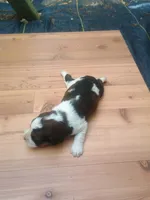 Scooter , a male English Springer Spaniel for sale in Quarryville, PA – 2 of 2