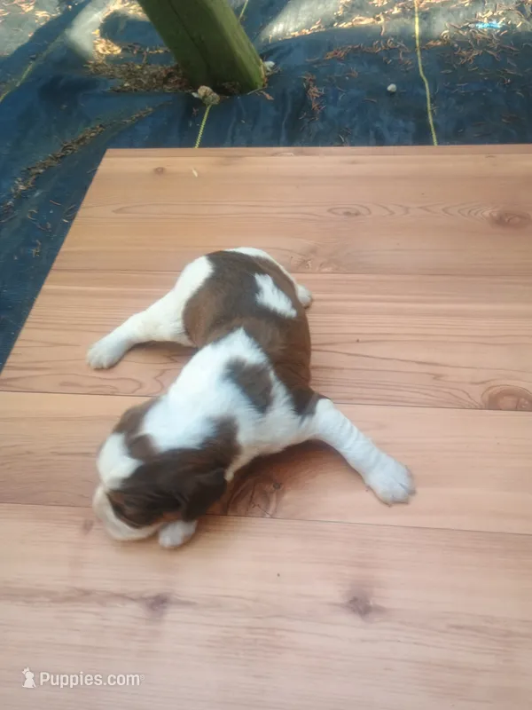 Cooper  – English Springer Spaniel puppy for sale in Quarryville, PA