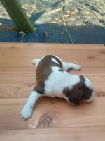Cooper , a male English Springer Spaniel for sale in Quarryville, PA – 2 of 3