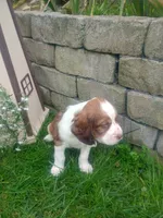 Cooper , a male English Springer Spaniel for sale in Quarryville, PA – 2 of 8