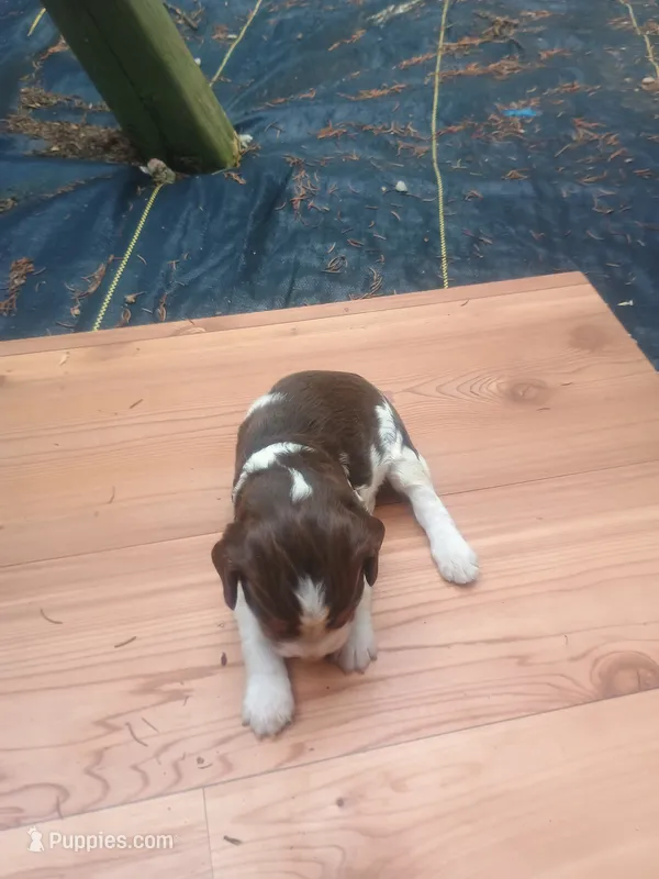 Buddy  – English Springer Spaniel puppy for sale in Quarryville, PA