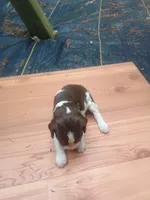 Buddy , a male English Springer Spaniel for sale in Quarryville, PA – 1 of 2