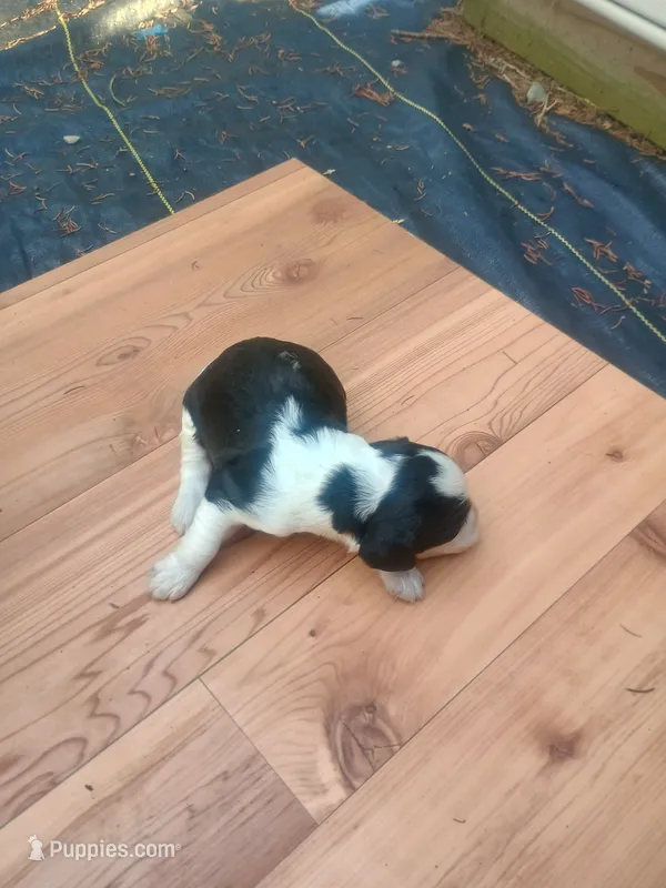 Scooter  – English Springer Spaniel puppy for sale in Quarryville, PA