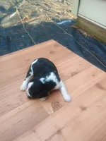 Cookie , a female English Springer Spaniel for sale in Quarryville, PA – 2 of 2