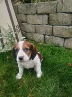 Scooter , a male English Springer Spaniel for sale in Quarryville, PA – 2 of 4
