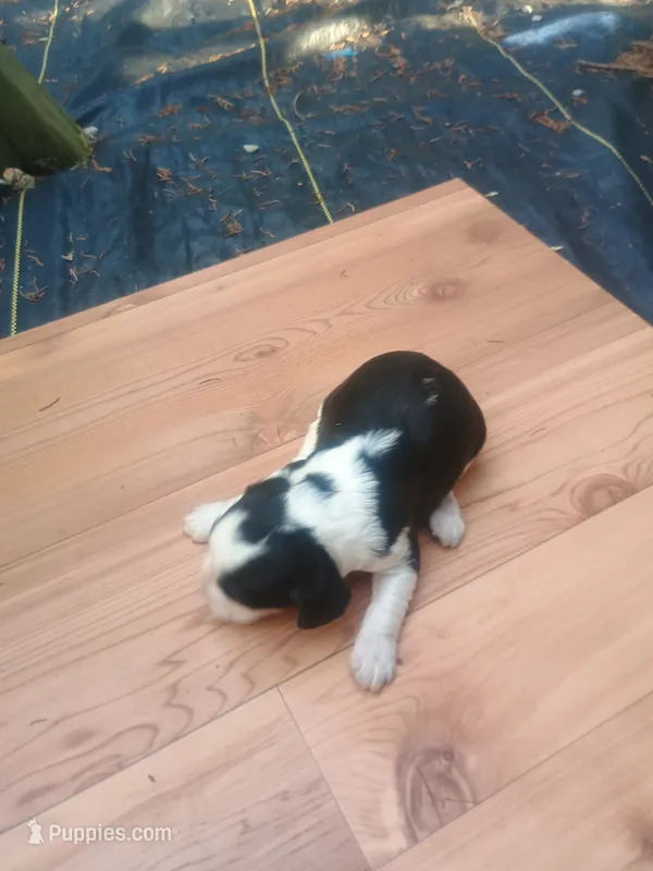 Cookie  – English Springer Spaniel puppy for sale in Quarryville, PA