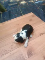 Cookie , a female English Springer Spaniel for sale in Quarryville, PA – 1 of 2