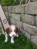 Cooper , a male English Springer Spaniel for sale in Quarryville, PA – 3 of 8