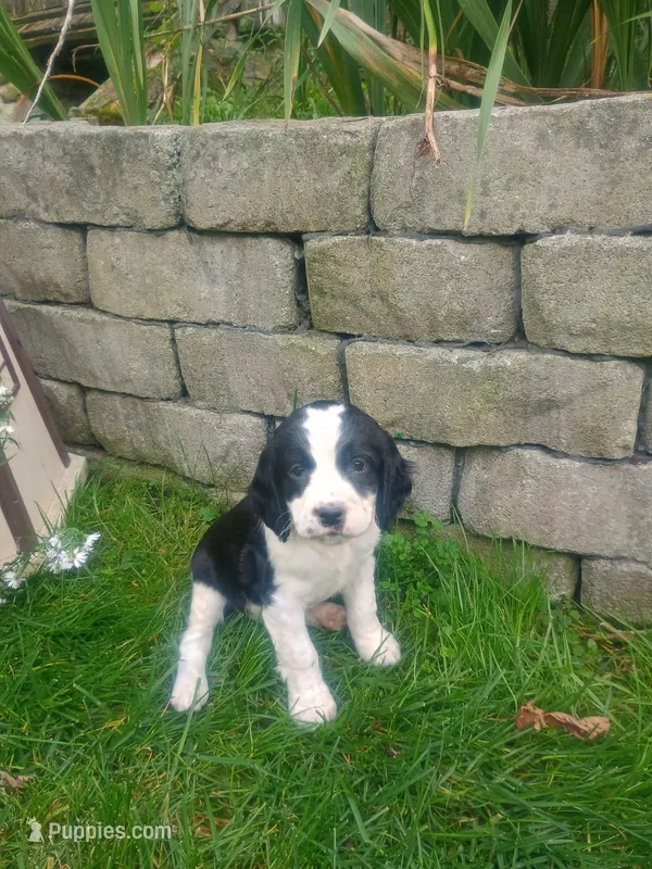 Cookie  – English Springer Spaniel puppy for sale in Quarryville, PA