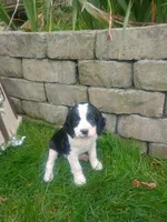 Cookie , a female English Springer Spaniel for sale in Quarryville, PA – 1 of 5