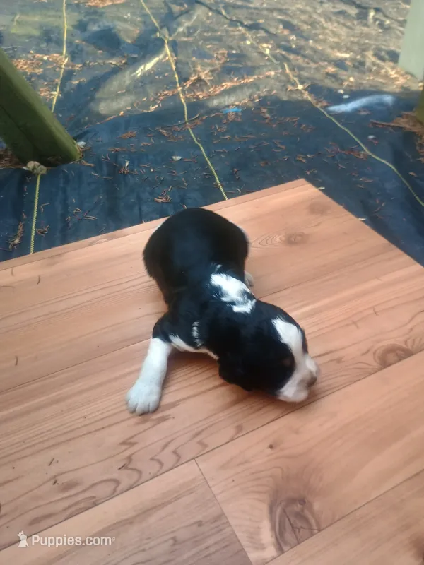 Diesel  – English Springer Spaniel puppy for sale in Quarryville, PA