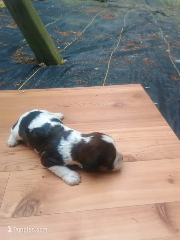 Ruby  – English Springer Spaniel puppy for sale in Quarryville, PA