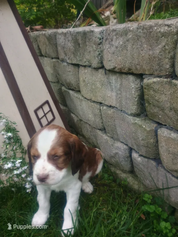 Cooper  – English Springer Spaniel puppy for sale in Quarryville, PA